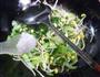 青菜炒黄豆芽的做法图解5