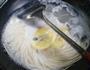 鸡毛菜蛋饺拉面的做法图解3