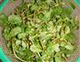 辣炒马苋菜的做法图解2