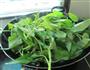 咸炒空心菜的做法图解6