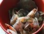 香辣蟹大杂烩的做法图解1