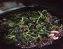 清炒苋菜的做法图解4