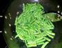 四季豆炒肉片的做法图解5