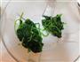 翡翠菠菜面的做法图解5