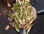 秋葵炒肉的做法图解4