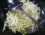 炒黄豆芽的做法图解2