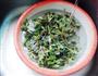 水豆豉拌马齿苋的做法图解1