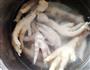豉汁凤爪的做法图解4