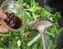 蚝油鸡毛菜的做法图解8