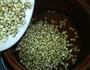 薏米膳粥的做法图解4