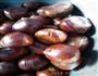 电饼铛烤板栗的做法图解1