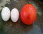 番茄鸡蛋饼的做法图解1