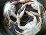 清蒸花蟹的做法图解7
