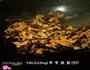 木耳腐皮丝的做法图解9