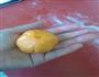 黄金芝士酥的做法图解6