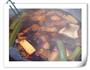 三丝烩肉菜的做法图解7