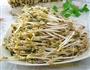 自生绿豆芽的做法图解10