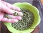 自生绿豆芽的做法图解3