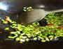 豆豉蒜薹炒肉末的做法图解8