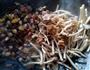 腊肉茶树菇的做法图解4