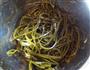 酸辣海带丝的做法图解1