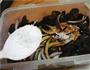 凉拌木耳的做法图解12