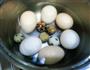啤酒蛋的做法图解1