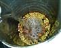 桂花莲子豆浆的做法图解4