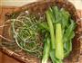 糊辣壳野葱拌莴笋的做法图解1
