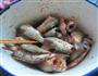 香辣香脆鱼的做法图解3