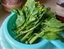 白灼菜心的做法图解1