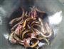 爆炒黄鳝的做法图解3