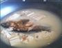 鲫鱼豆腐汤的做法图解3