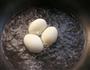 葱香鸭蛋的做法图解4
