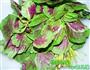 凉拌苋菜的做法图解1