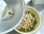 胡芹黄豆的做法图解5