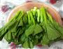 白灼菜心的做法图解1
