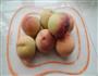 桃子罐头的做法图解1