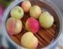 桃子罐头的做法图解2