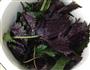 紫苏姜的做法图解4
