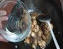 粉条炖冬菇鸡的做法图解8