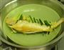 清蒸黄花鱼的做法图解6