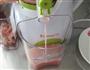 鲜榨蜜桃汁的做法步骤5