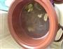 萝卜排骨汤的做法图解5