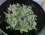 咸肉炒花菜的做法图解8