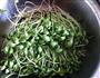 炝炒黑豆芽的做法图解2