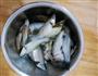 雪菜焖小鱼仔的做法图解1
