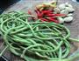 香焖鲜豆角丁的做法图解1