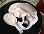 猪肚百合汤的做法图解7