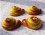 蜗牛卡士达酱面包的做法图解9